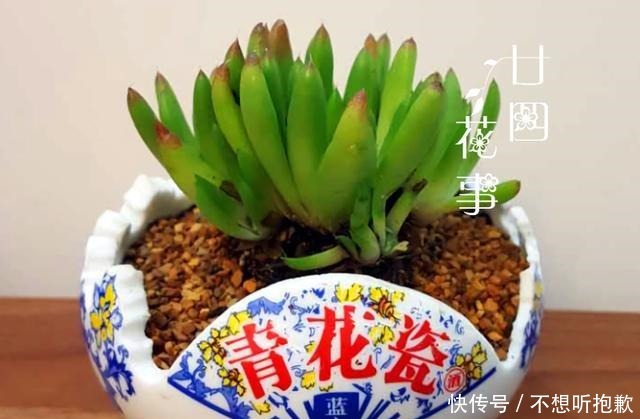 7种“废料”做花盆,一分钱不花,花盆用不完,比买的还精致!