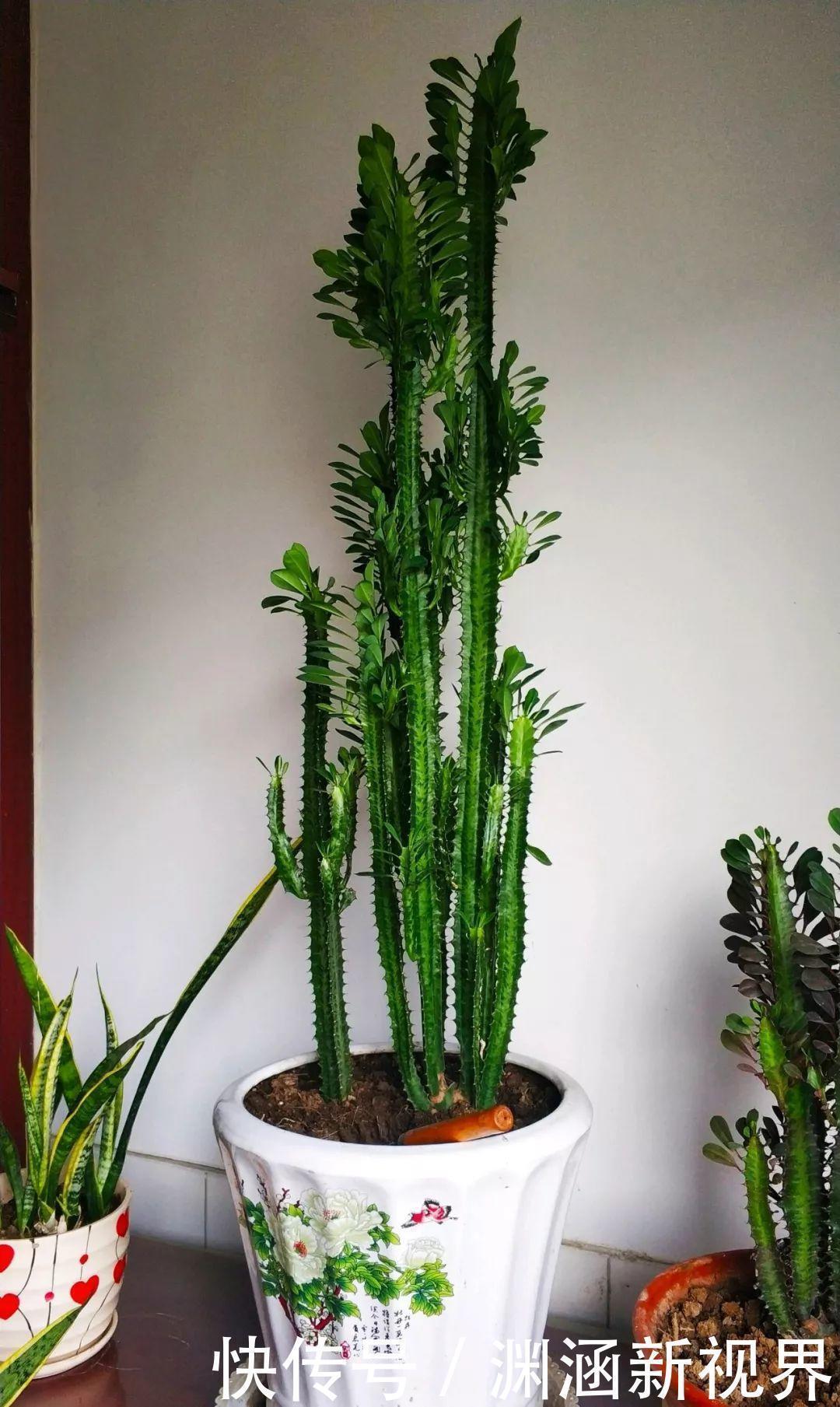 浇水|会养花的人都选它,耐旱又好活,2年养成小树桩!