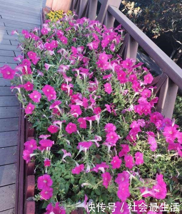 5种花,开花时间超长,养一盆一整年都开花!