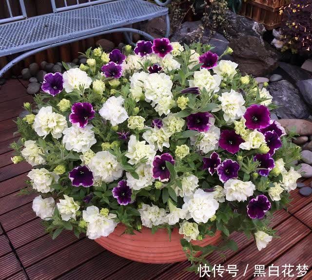 想要养好花,一把“剪刀”少不了,5种花剪的越狠,花开越爆