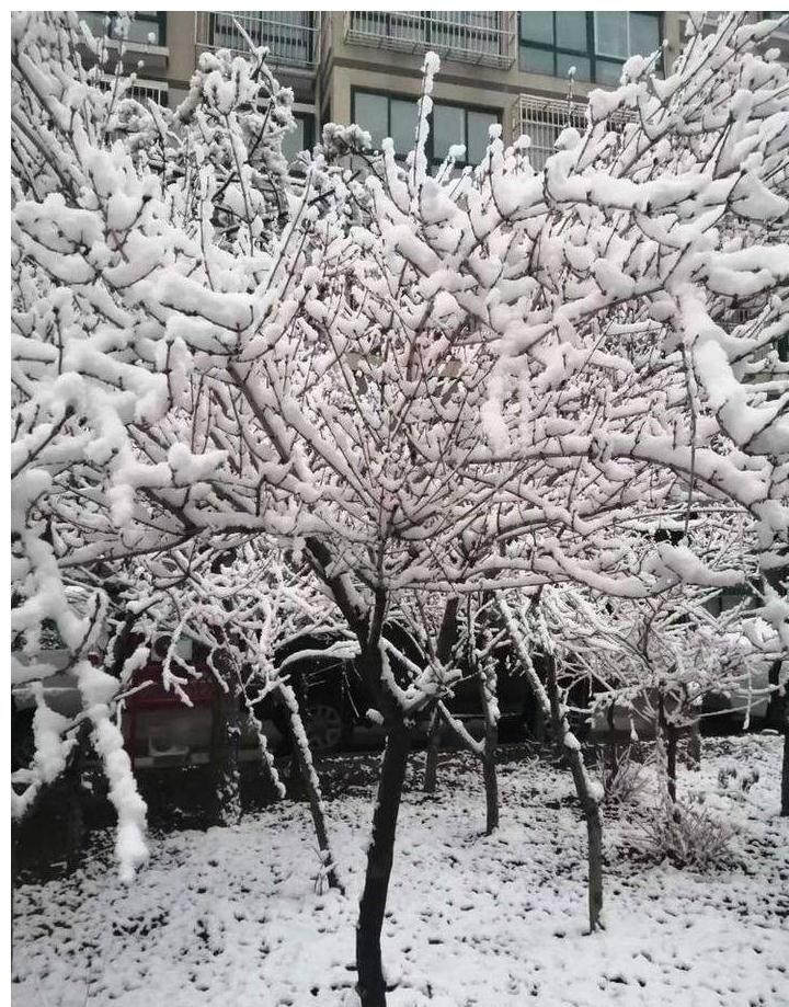 美景|情报站｜下雪啦！山东雪后各地的美景您知道什么样吗？