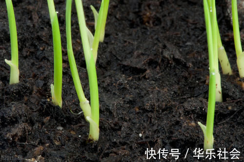 养好花离不开好的土壤,8种适合家庭养花的土壤,养花爆盆