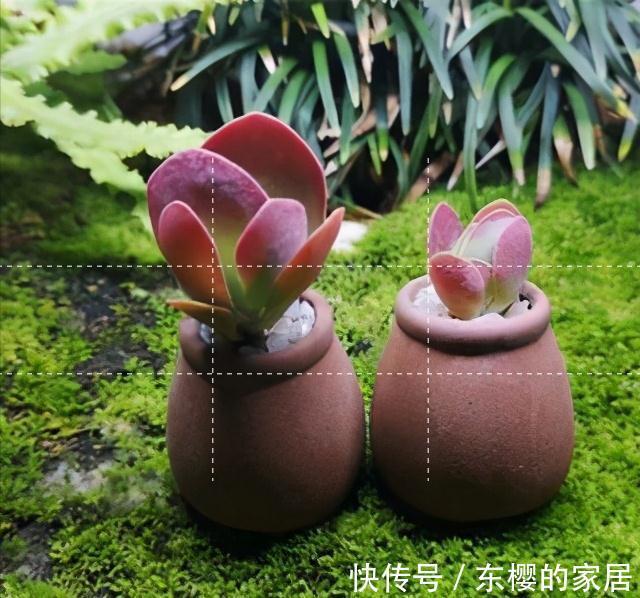 夏天|张大哥养肉10多年，总结出4个“耐热品种”，肉迷都喜欢