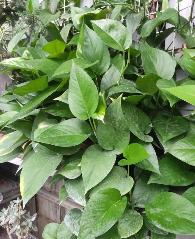 肥料|“这种水”别倒掉,绿萝最爱喝,一月浇两次,叶片从来不发黄