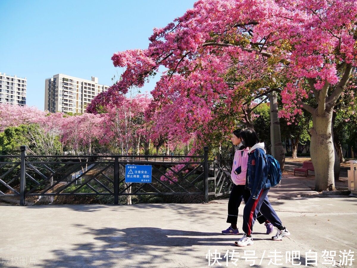 异木棉|这个自嘲只有夏天的省份，私藏了中国最丰满秋色，11、12月靓爆镜