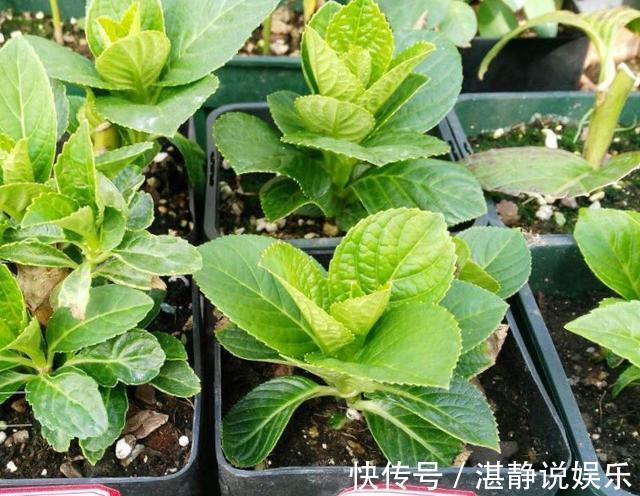 秋天|秋天就扦插“绣球花”，遇土就生根，阳台放不下，春天开成花园