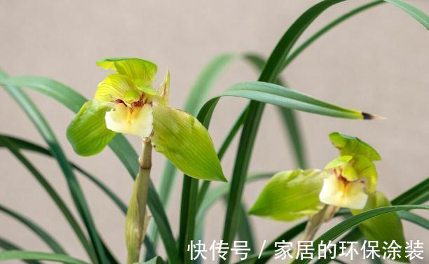 花苞|现在养兰花,记住3句“顺口溜”,叶色翠绿,花苞少不了