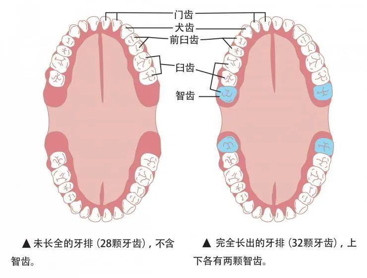 味觉|拔掉智齿，有助改善味觉功能！这6种智齿别再留着了