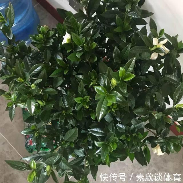 栀子花最怕它,碰上就没救,再上心都养不活!