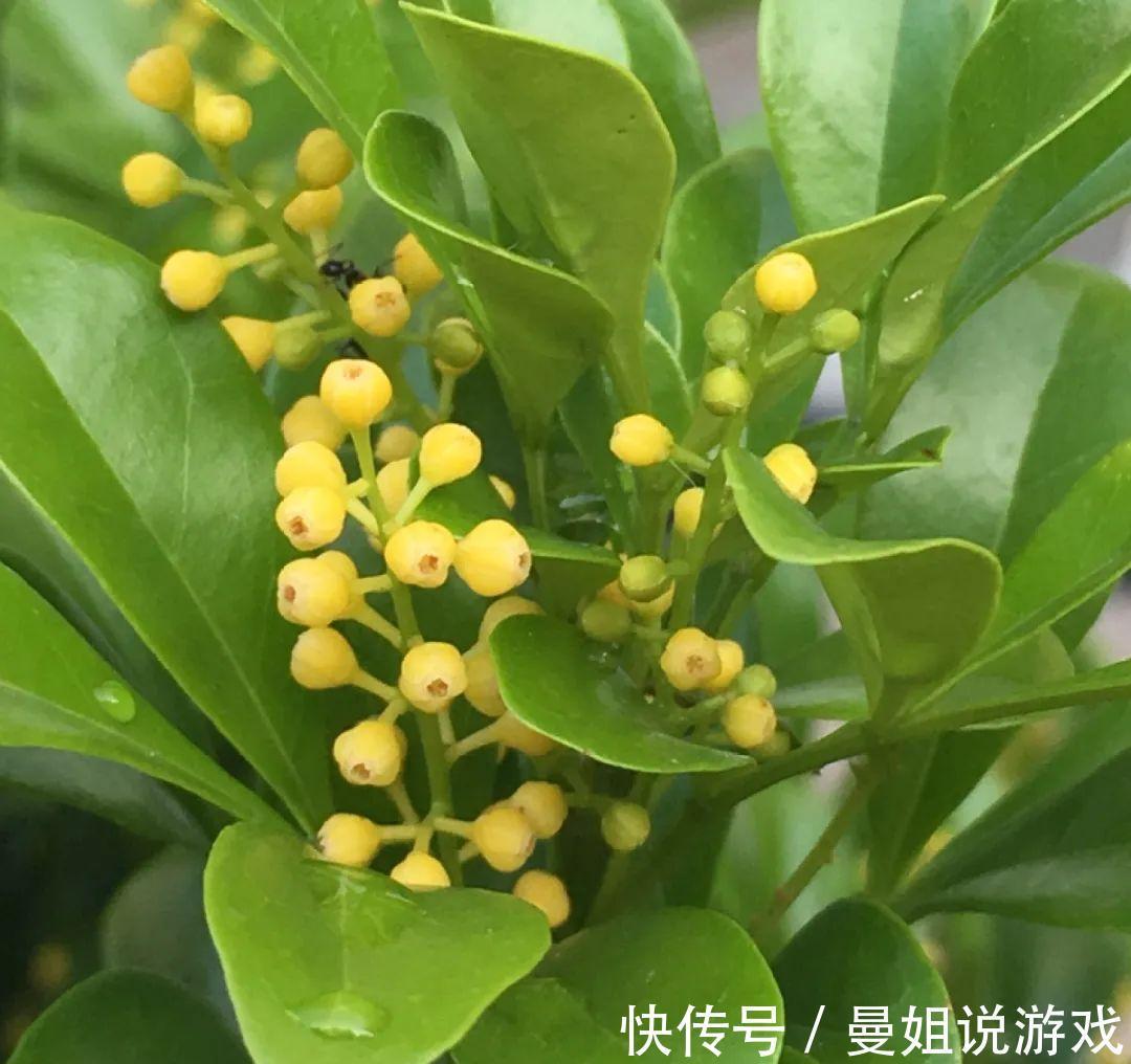 米兰这么养,疯狂冒新叶,开花香又多