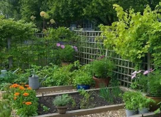 马儿|5种常见的盆栽,家里种植尽量少浇水,不然养的不尽人意