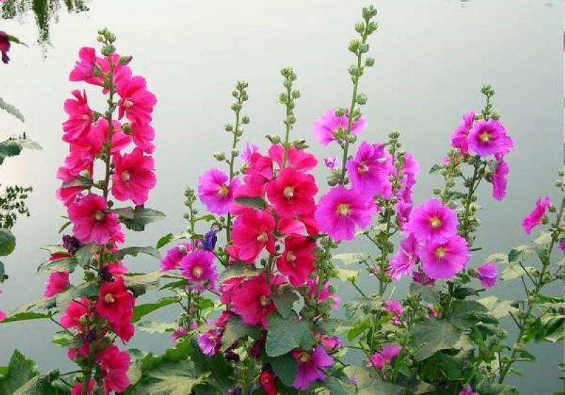 端午|此“花”又大又艳,好养好看,1枝能开50朵,开花上百天