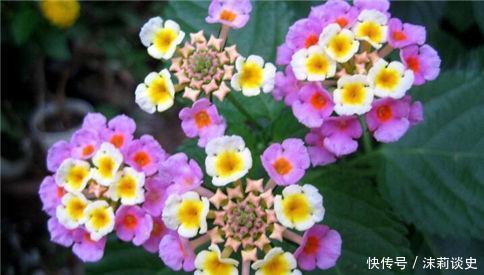 适合养在阳台的花卉,花开香飘溢满屋,阳台变温馨花园