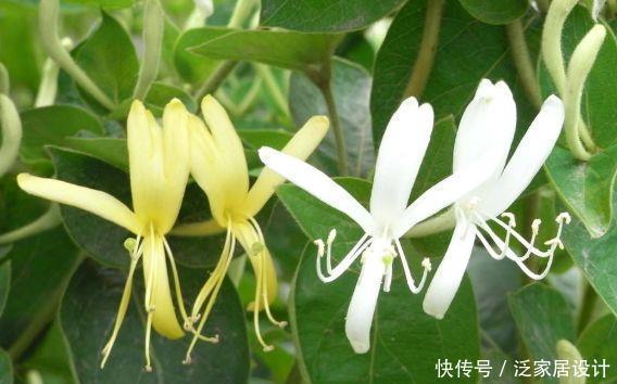 4种花养家里,美得倾国倾城,盆盆开成大花球