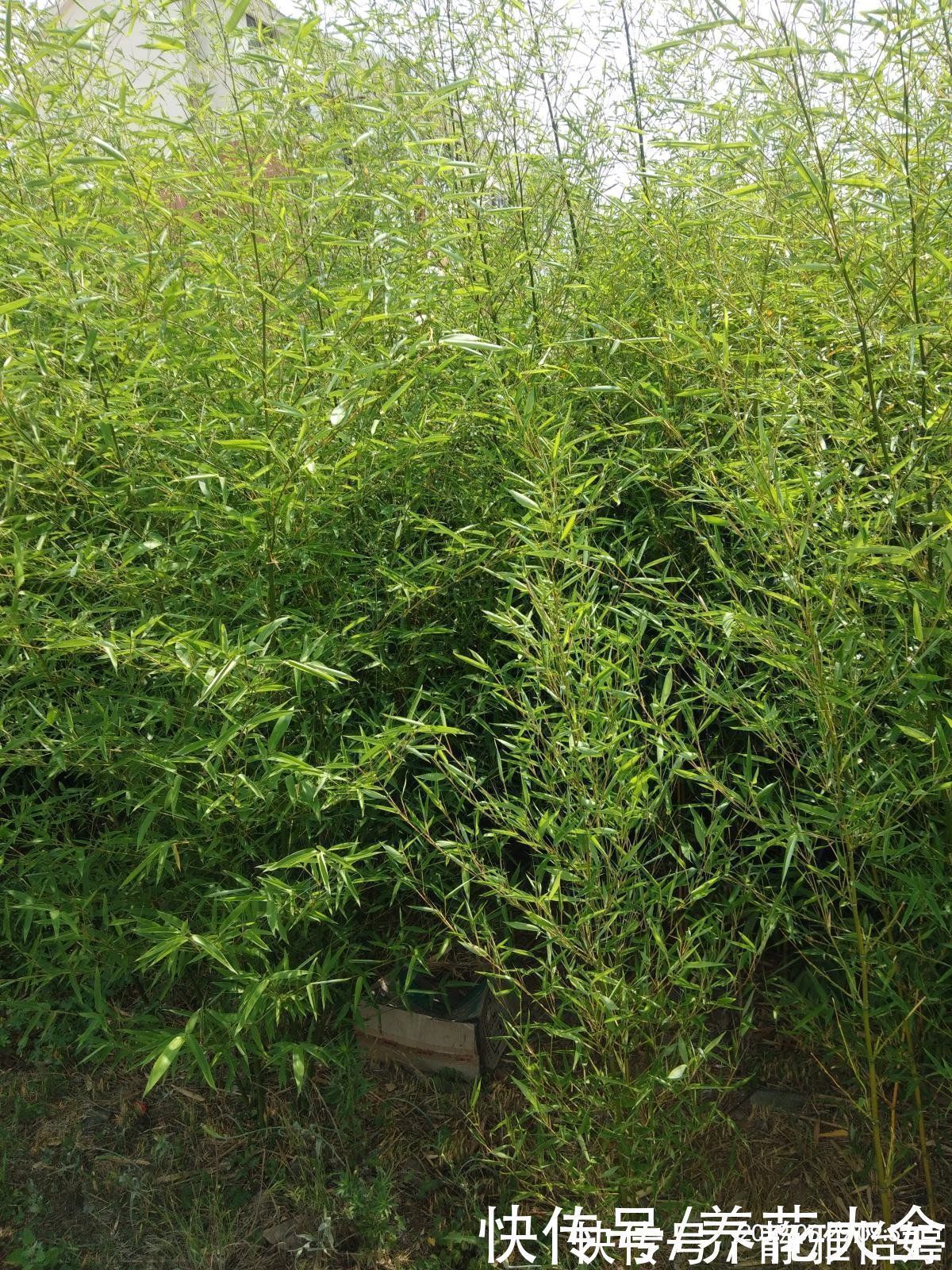 砍掉|房顶上养了一株花,邻居叫我赶紧砍掉,真是为难