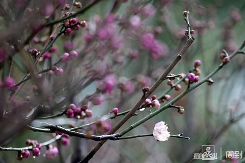 晨镜头|外滩黄浦公园:雨中红梅含苞待放,春节期间将迎盛花期 | 有个