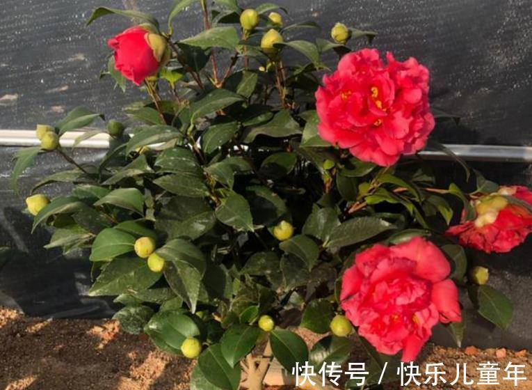 茶花|忘了月季吧,此款好养更耐寒,花苞犹如鸽子蛋,一开就是小半年