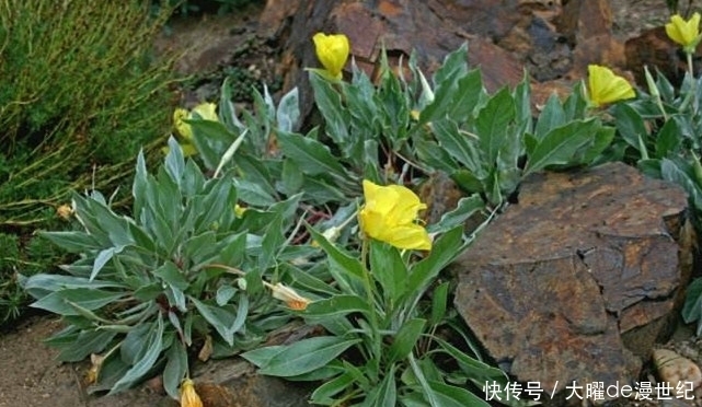 夜间|农村生长的这种野草,只在夜间开花,却有调节血液的功效