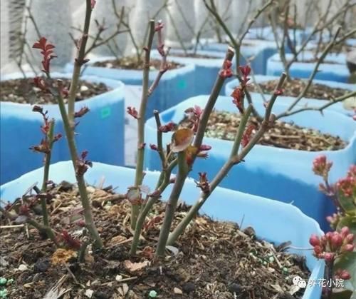 月季不剪枝，来年开花稀，冬天不修剪，会影响开花吗？