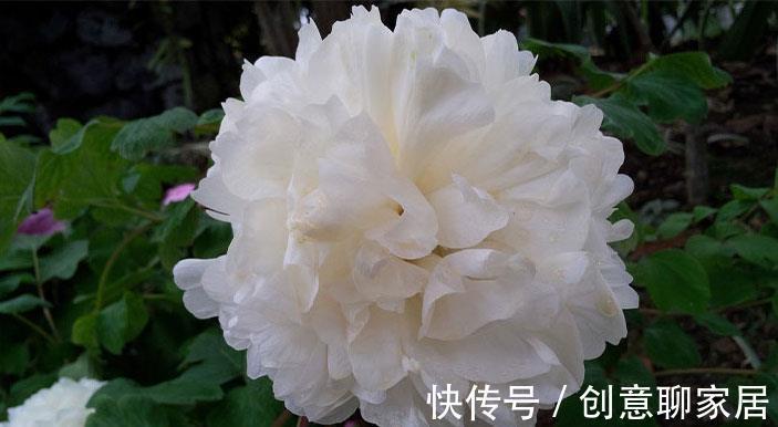 从8月11日开始,家养此款花卉,开花幽香暗淡,花型圆滚惹人爱