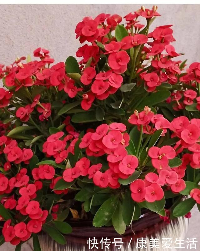 虎刺梅不开花，重点做好3件事，四季开花，爆花容易