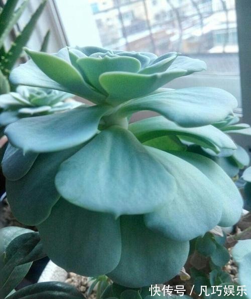 叶子|多肉变成一张大饼,该咋救一招绝对好使!