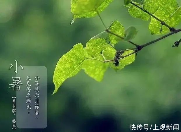 花香|今日小暑节气！闻香识花、消暑解渴，这些上海花茶你喝过吗？