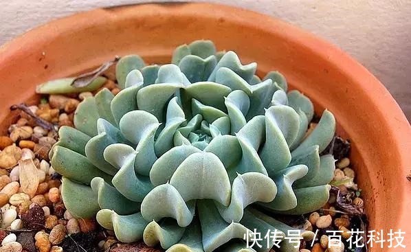 要点|60种多肉图鉴及养护要点,1分钟学会,超全超实用!