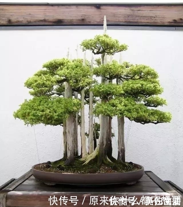 盆景|世界上又一奢侈品《盆栽》一盆就是一座房子!