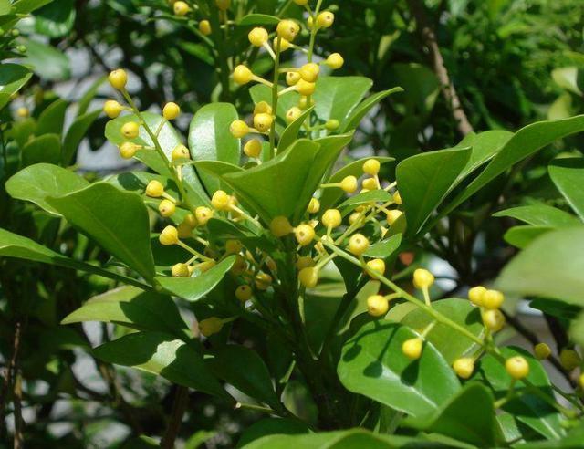 夏养米兰不开花,几点养护技巧教给你,花瓣金灿灿,花香味浓郁