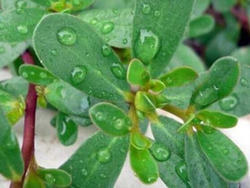 感染性疾病|每天坚持喝马齿笕水,除了可以黑发外,竟然还有这么多好处!