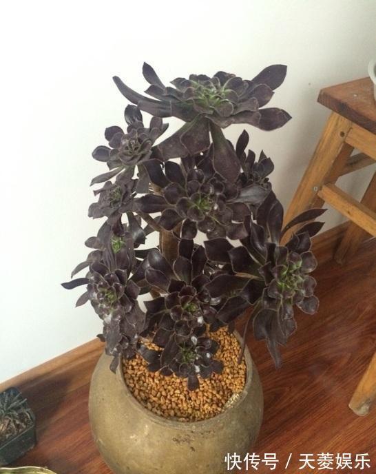 老桩|多肉“黑法师”的一生,从小苗到“假老桩”,半年窜了一米高