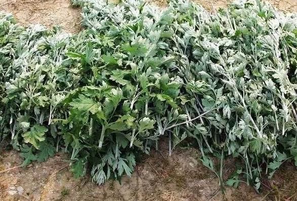 地头|田间地头没人要的野草,却是腰间盘突出的“救命草”,三天起效