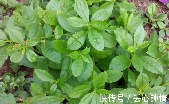 西洋参|土人参,具有滋补强壮作用,根、叶也可做菜食用。