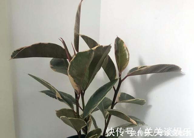 五色梅|懂花的人,都不在客厅养“5种花”,会被人笑话,家里有的快处理!