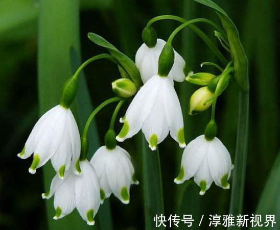 大红花|室内“3种花”一碰水就狂长，天天放厕所，日日都赏“大红花”