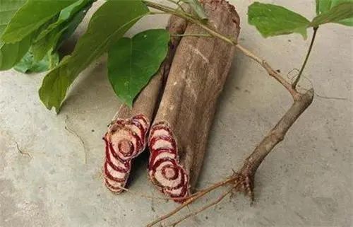 藤木|一味鸡血藤，治病大功效！6大顶级妙用法，6种病症一扫而光！