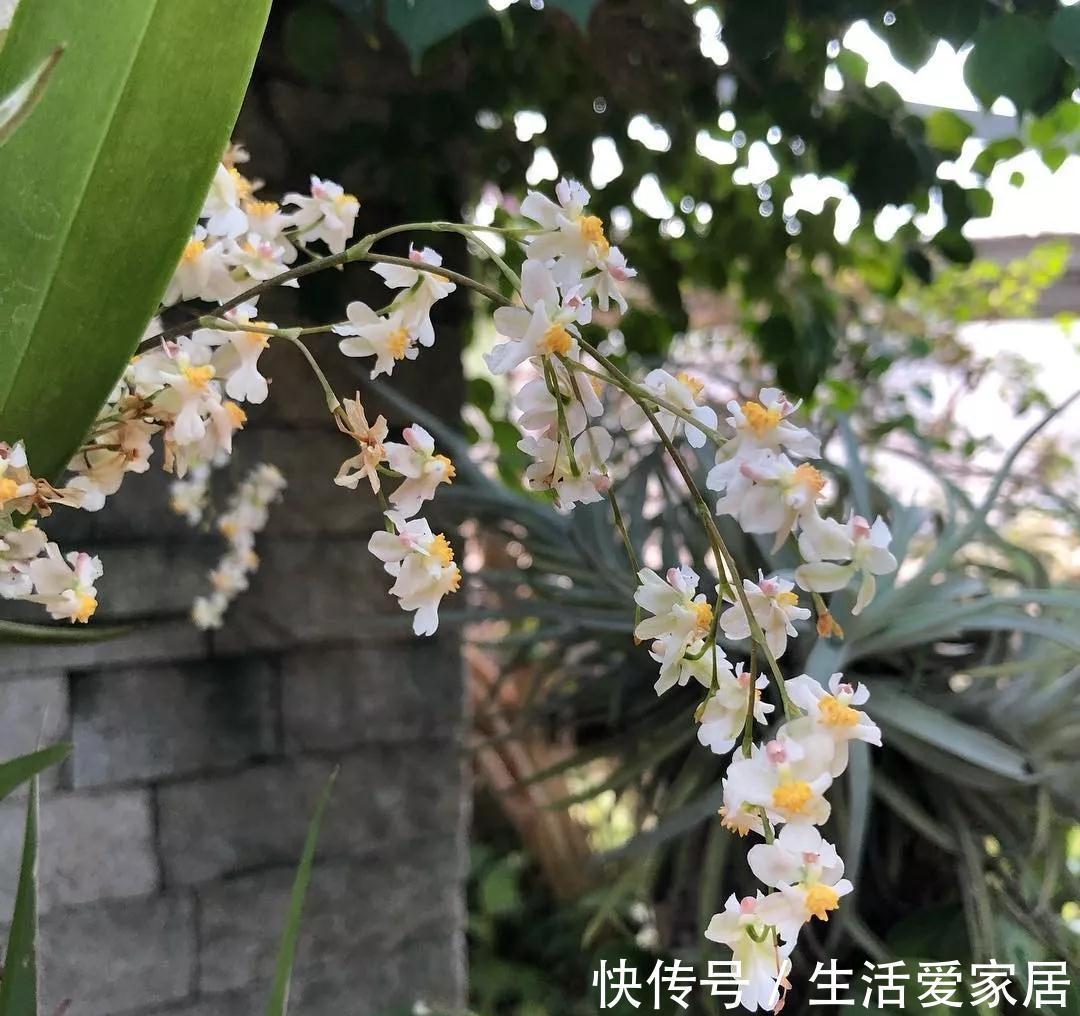 秋冬季|秋冬季买到的2种花,千万要注意,不然家里别想养好它们