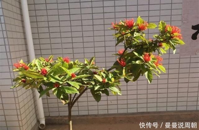 这种“漂亮”的花卉,适合养阳台,家里栽2盆,长得旺、花开多