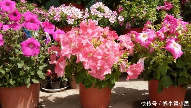 超简单的矮牵牛花暴盆方法,新手也能轻松暴盆