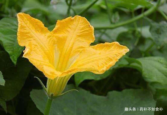 营养价值|以前被农村人“嫌弃”，殊不知其营养价值，现在却被当成“宝贝”