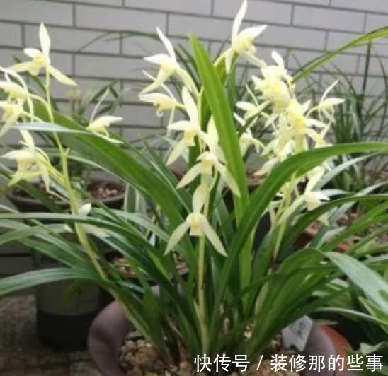 4种花自带财运,好养易活不招虫,一点散光就能蹭蹭长