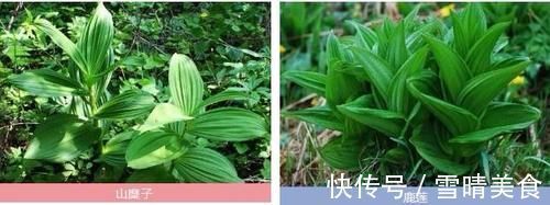 东北山上的这野菜，吃起来有点甜甜的，用来蘸酱吃非常美味！