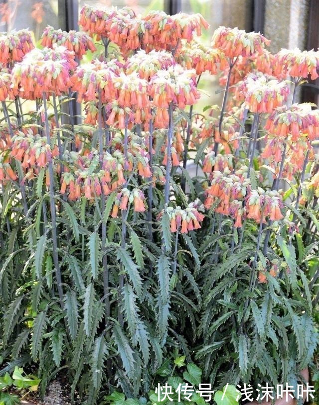 落地生根属的大家庭,品种多,花朵好看!