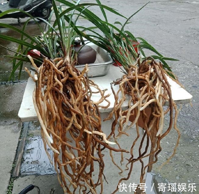 喜欢养兰花，3件事抓紧做，再不做就有些晚了