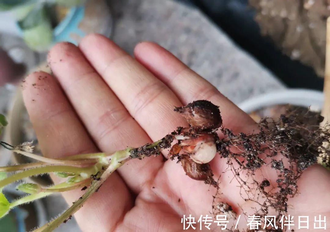 白檀|养到烦人的花,盆都不够用,扔掉还很心疼