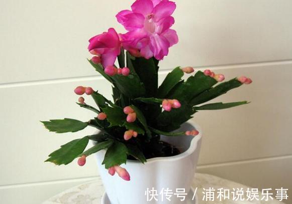 养殖蟹爪兰，做好4点，冬日开花叶子比花多