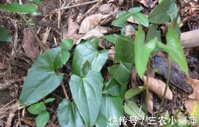 气候|任意一处掐开都能流乳汁,是有名的补品,八十元一斤很难买到真的