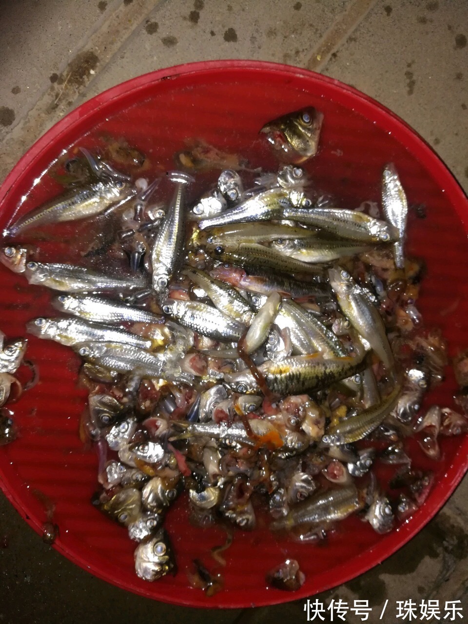 他养花“自制”有机肥,1月只浇“2瓶盖”,效果惊人,花肥不用买