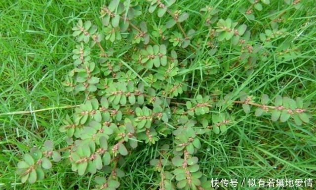 大飞扬草|农村这野草叫“大飞扬草”,是很好用的药草,对湿疹有很大的帮助